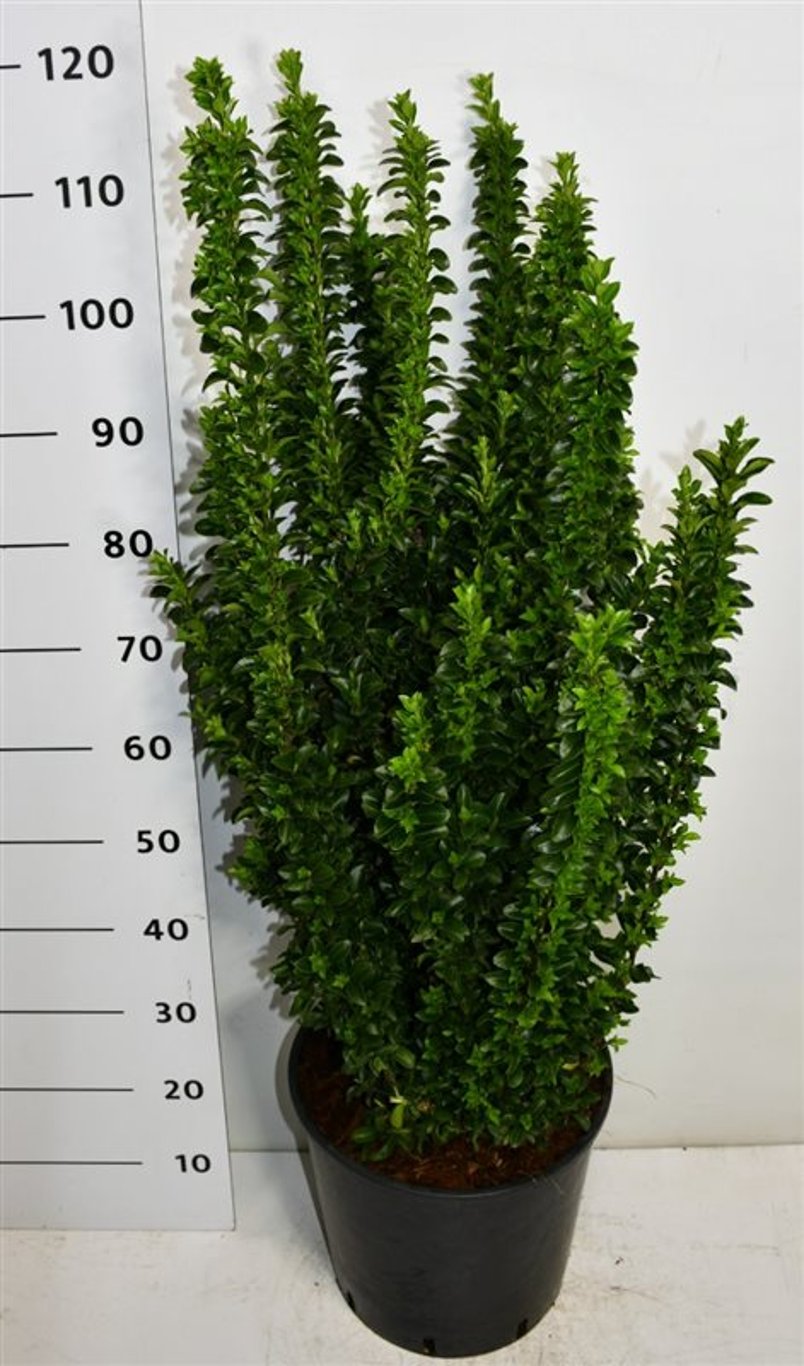 Euonymus jap. 'Benkomasaki' - C20 80-100 CM